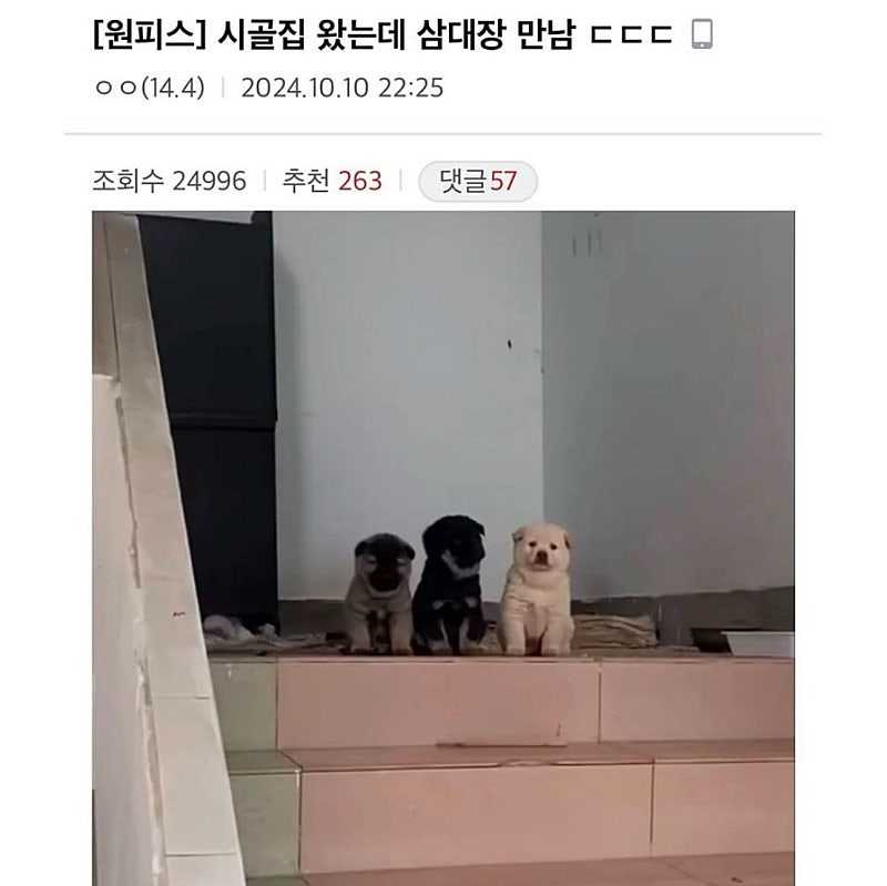 시골집 왔는데 삼대장 만남 ㄷㄷㄷ.jpg