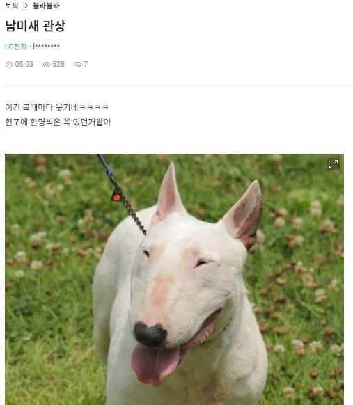 남미새 특