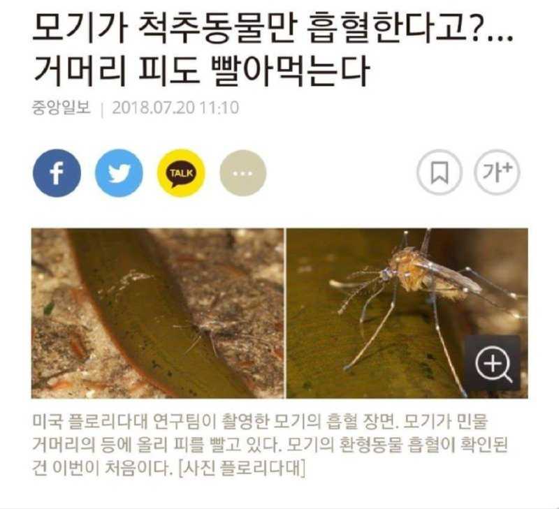 상도덕이 없는 모기